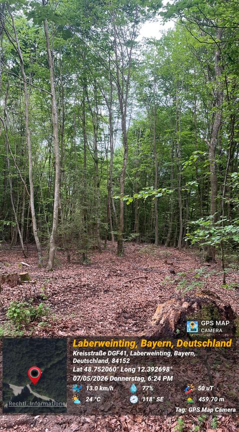 Abholzung im Hayforst, Standortpunkt 2, Bild 4