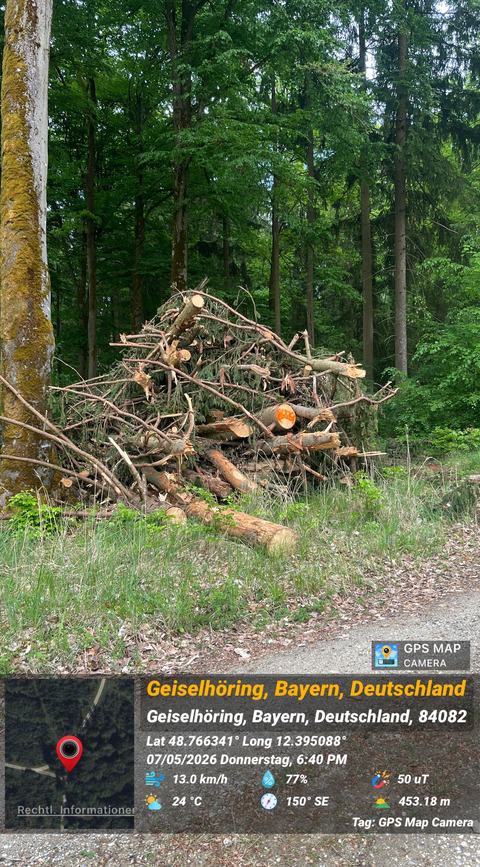 Abholzung im Hayforst, Standortpunkt 6, Bild 13