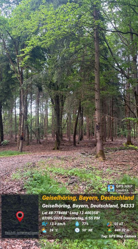 Abholzung im Hayforst, Standortpunkt 8, Bild 16