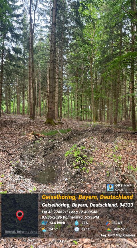 Abholzung im Hayforst, Standortpunkt 8, Bild 17