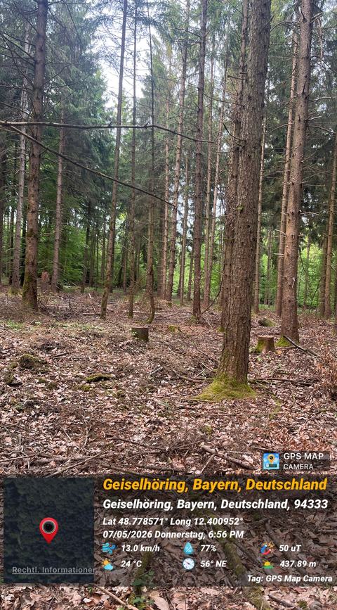 Abholzung im Hayforst, Standortpunkt 8, Bild 18