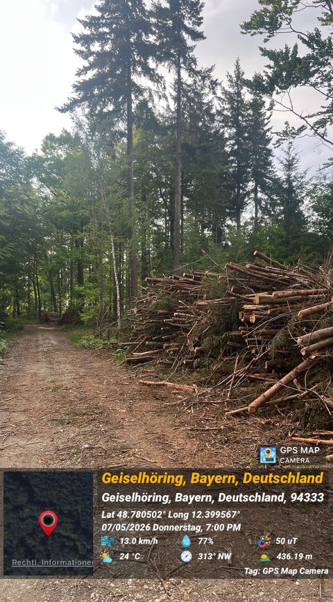 Abholzung im Hayforst, Standortpunkt 10, Bild 25